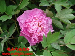 菏澤牡丹芍藥 產品展示與店鋪裝修指南