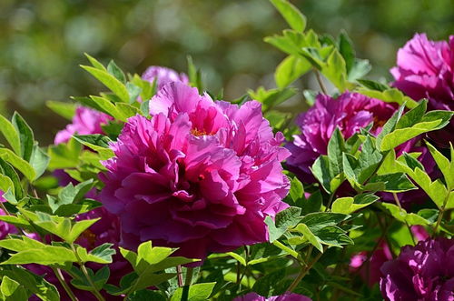 2024年牡丹72號苗木 品種特色與栽培指南