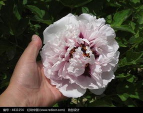 河州牡丹苗木價(jià)格解析與特產(chǎn)網(wǎng)選購指南